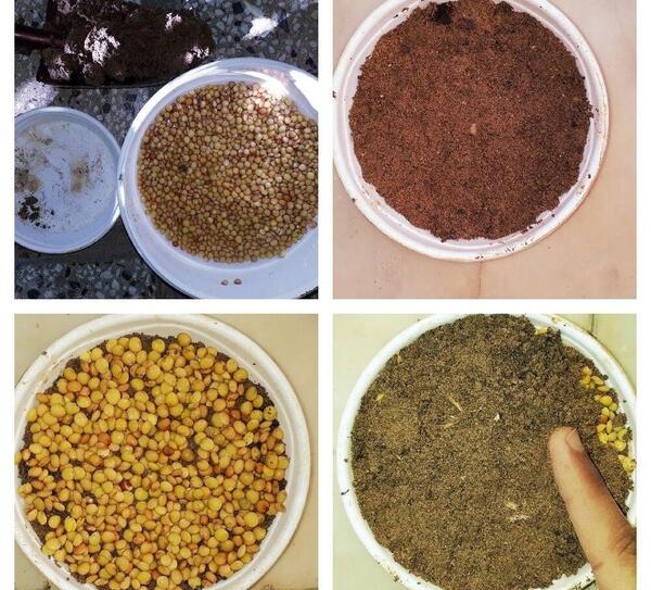 عکس سبزه جو