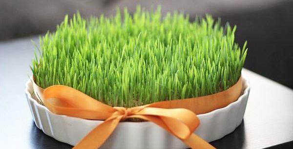 عکس سبزه و هفت سین