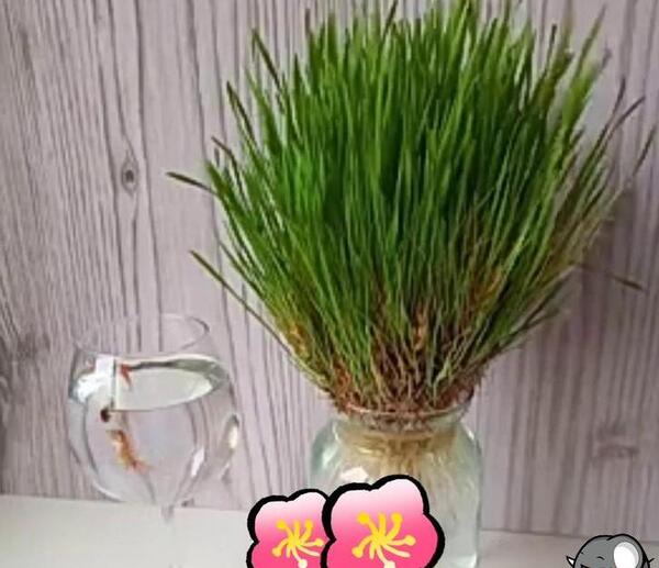 عکس سبزه گندم