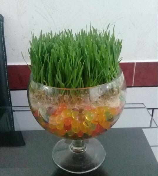 عکس سبزه گندم