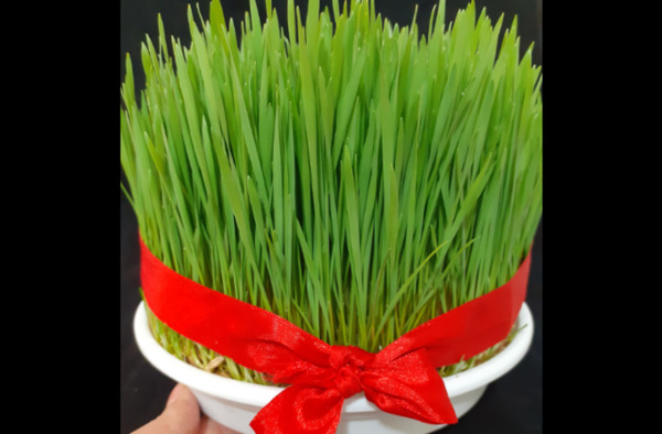 عکس سبزه گندم