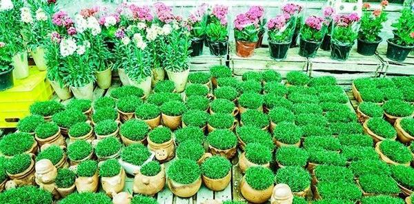 عکس سبزه تخم کتان