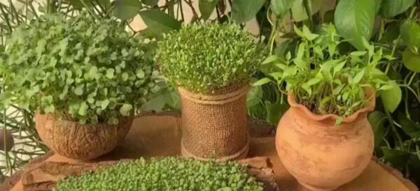 عکس سبزه تخم کتان