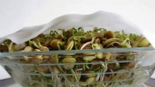 عکس سبزه تخم کتان