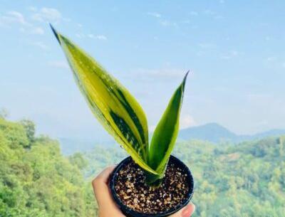 عکس سبزه بهار نارنج