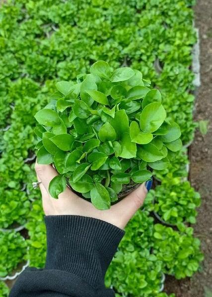 عکس سبزه بهار نارنج