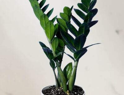 عکس سبزه بهار نارنج