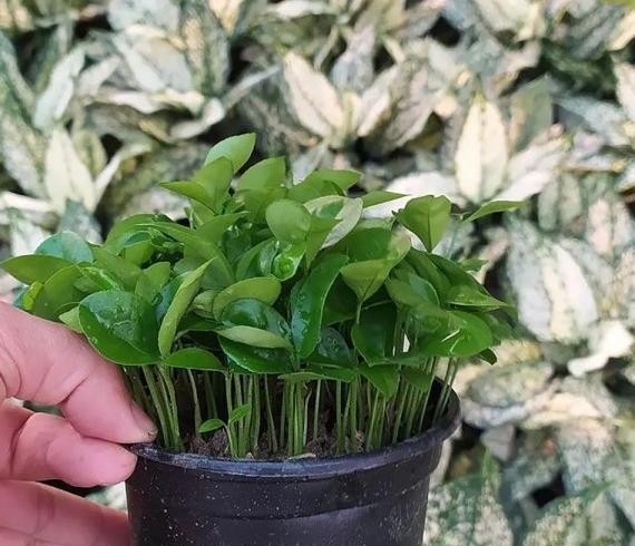 عکس سبزه بهار نارنج