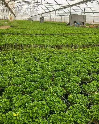 عکس سبزه بهار نارنج