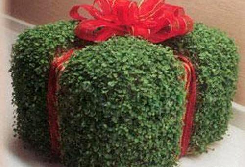 عکس سبزه شاهی روی کوزه