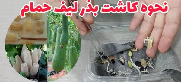 عکس سبزه شاهی روی کوزه