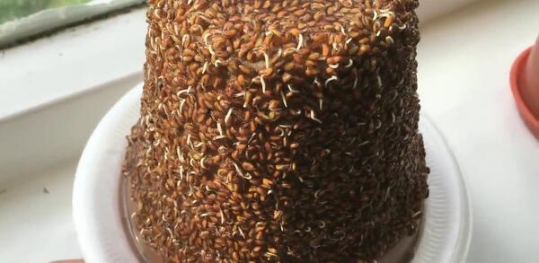 عکس سبزه شاهی روی کوزه