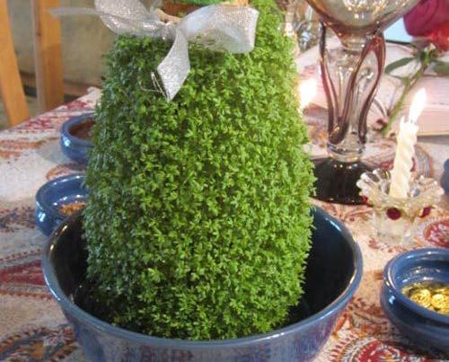 عکس سبزه شاهی روی کوزه
