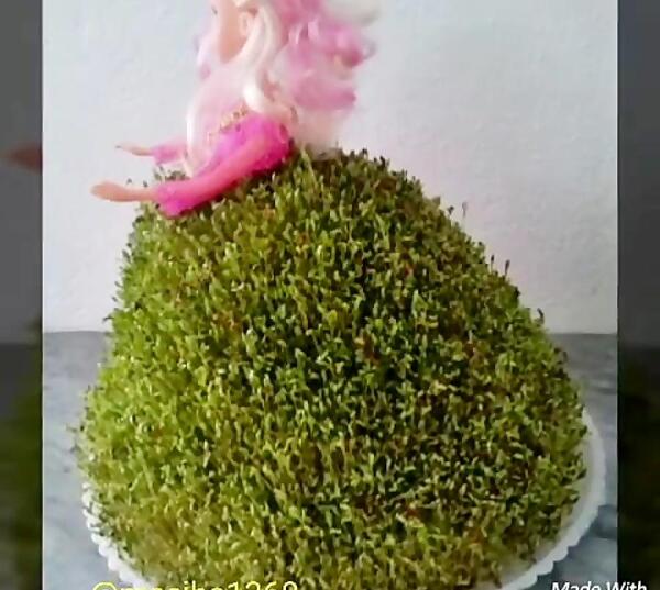 عکس سبزه شاهی روی کوزه