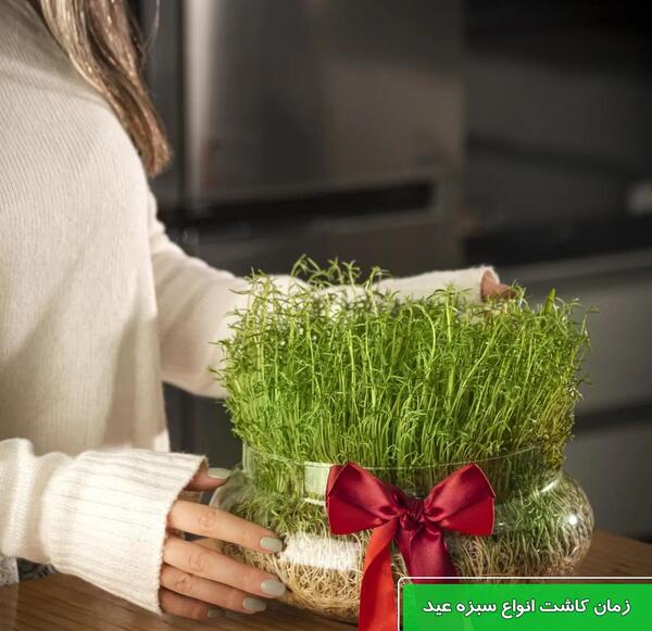 عکس سبزه خانگی