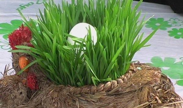 عکس سبزه خانگی