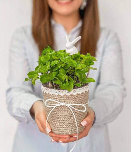 عکس سبزه خانگی