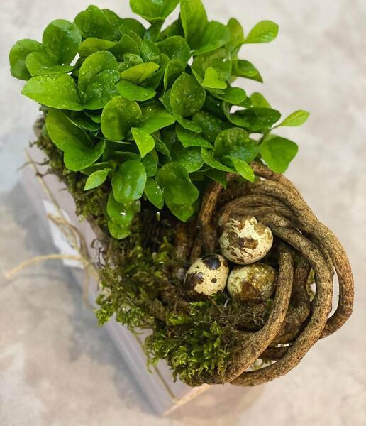 عکس سبزه خانگی