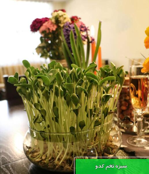 عکس سبزه خانگی