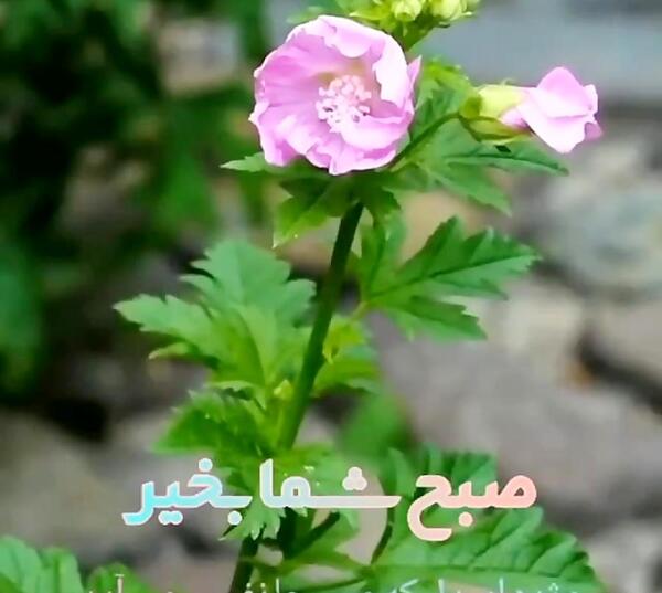 عکس نوشته صبح بخیر برفی