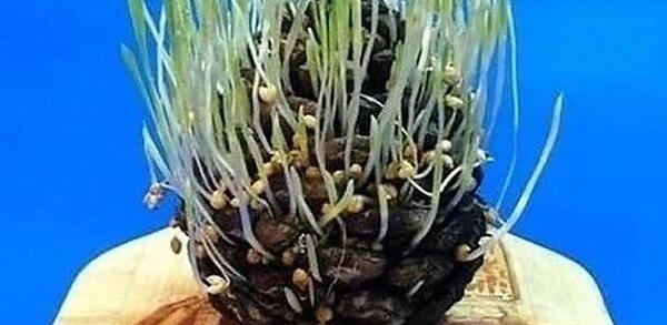 عکس سبزه کاج