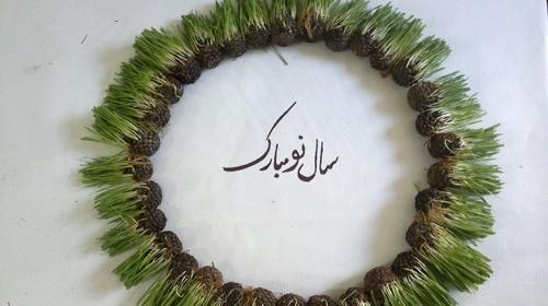 عکس سبزه کاج