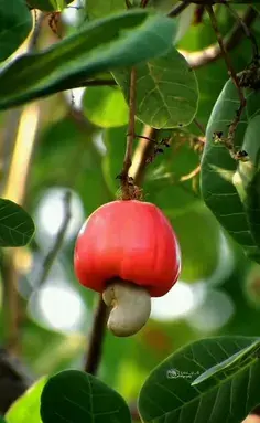 عکس سبزه کاج