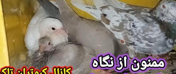 عکس واقعی سفره ماهی