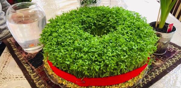 عکس سبزه ماش و عدس