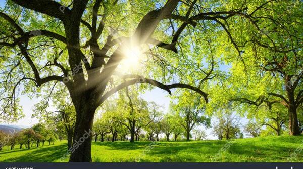 عکس سبزه و درخت