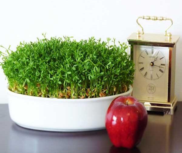 عکس سبزه و درخت