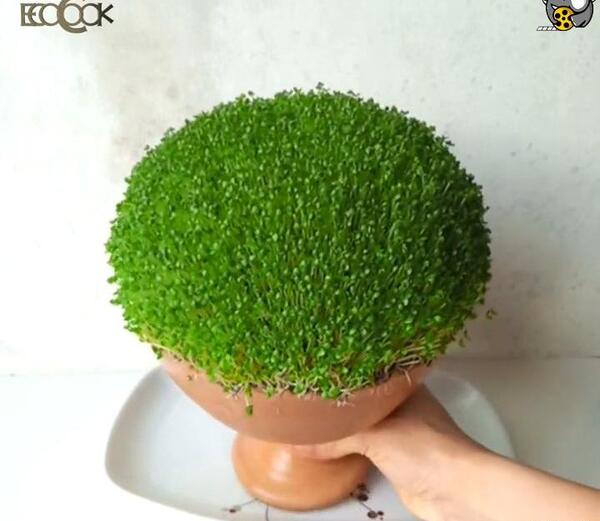 عکس سبزه ریحان