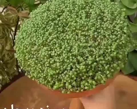 عکس سبزه ریحان