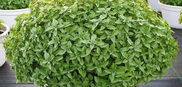 عکس سبزه ریحان
