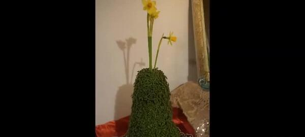 عکس سبزه ریحان