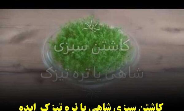 عکس سبزه روی کوزه