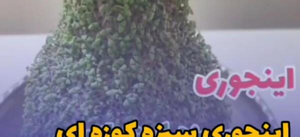 عکس سبزه روی کوزه
