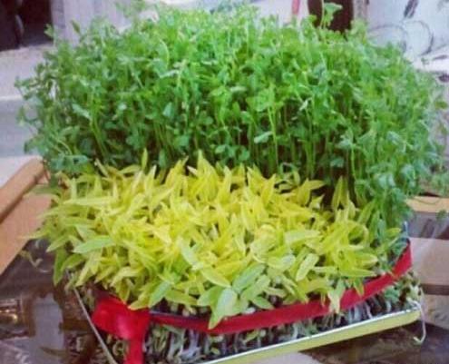 عکس سبزه روی کوزه