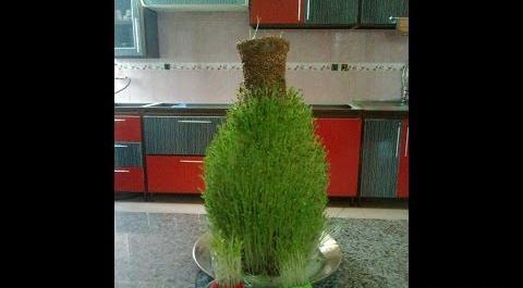 عکس سبزه روی کوزه