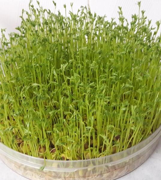 عکس سبزه روی کوزه