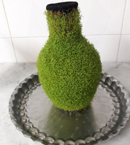 عکس سبزه روی کوزه
