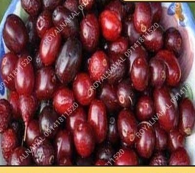 عکس نقاشی زغال