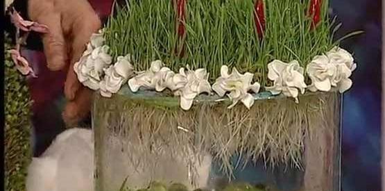 عکس سبزه در تنگ ماهی