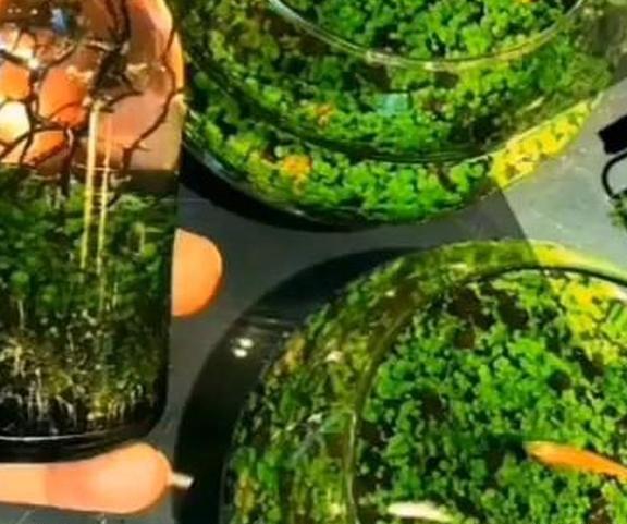 عکس سبزه در تنگ ماهی