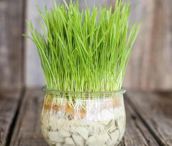 عکس سبزه در تنگ ماهی