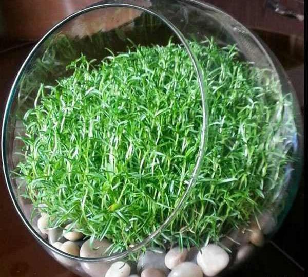 عکس سبزه در تنگ ماهی