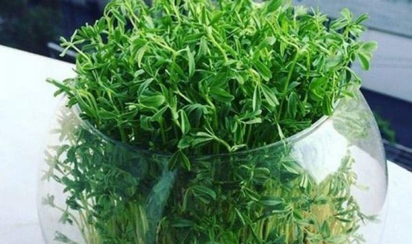 عکس سبزه در تنگ ماهی