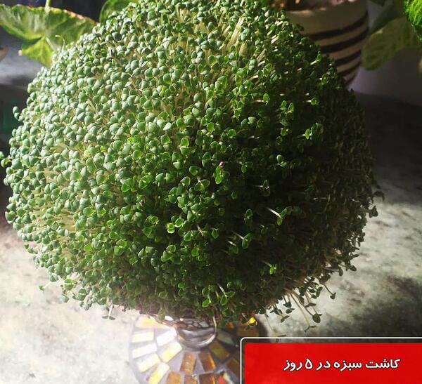 عکس سبزه خوشگل
