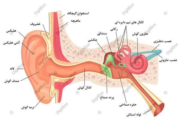 عکس نقاشی گوش