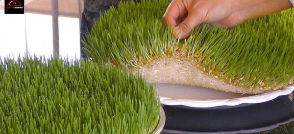 عکس سبزه گندم عید